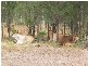 1991 Collinsville Road, Bowen QLD 4805