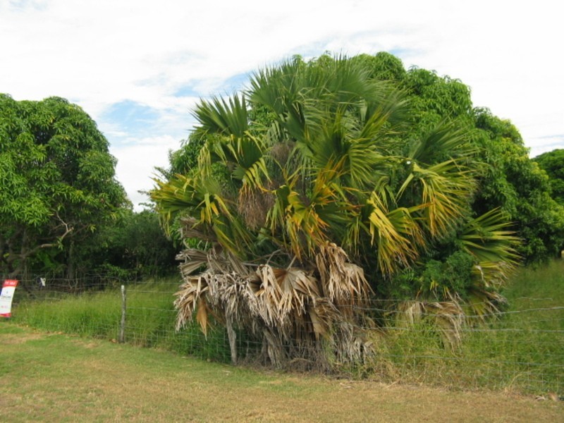 45 Creek Street, Bowen QLD 4805