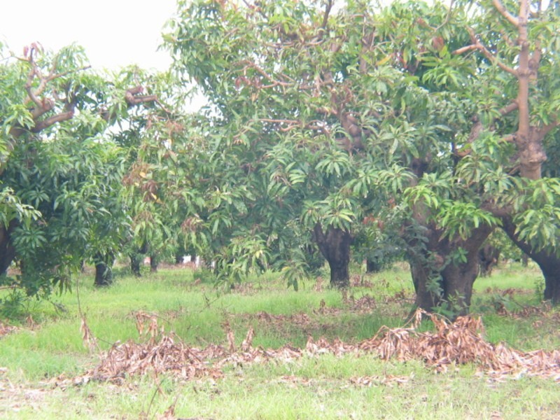 Lot 1 & 3 Kelsey Road, Bowen QLD 4805