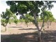 269 West Euri Road, Bowen QLD 4805