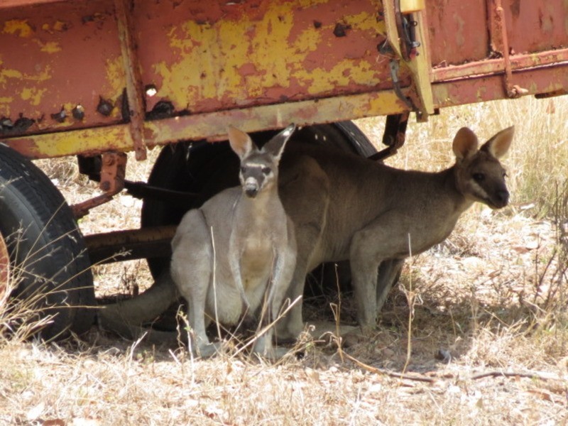 Lot 401 Africandar Road, Bowen QLD 4805