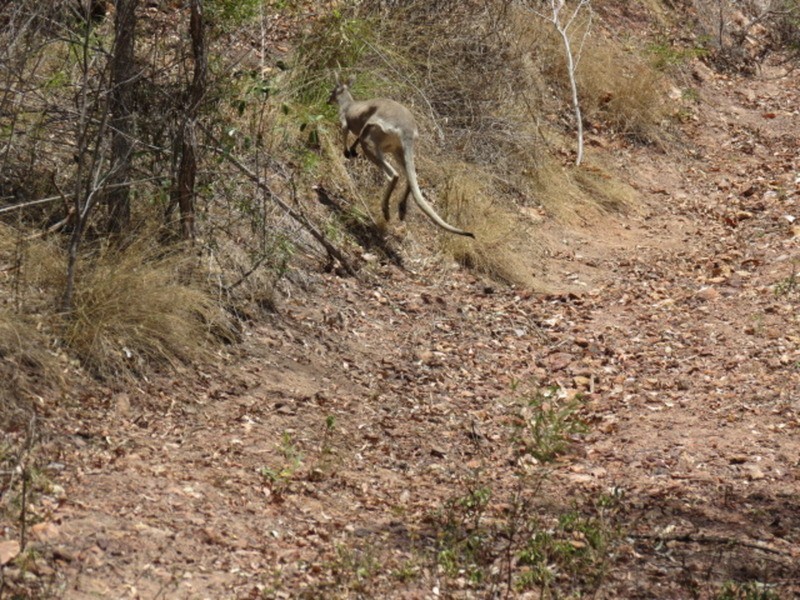 Lot 401 Africandar Road, Bowen QLD 4805