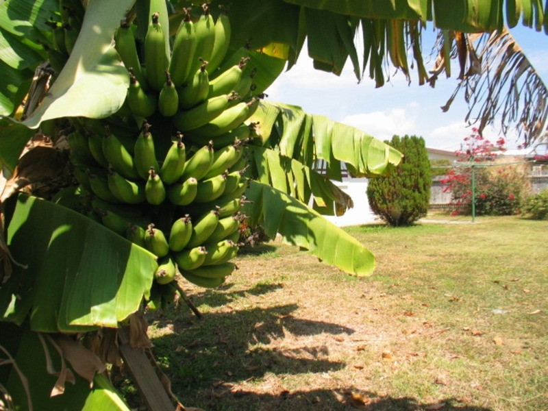 56 Mullers Lane, Bowen QLD 4805