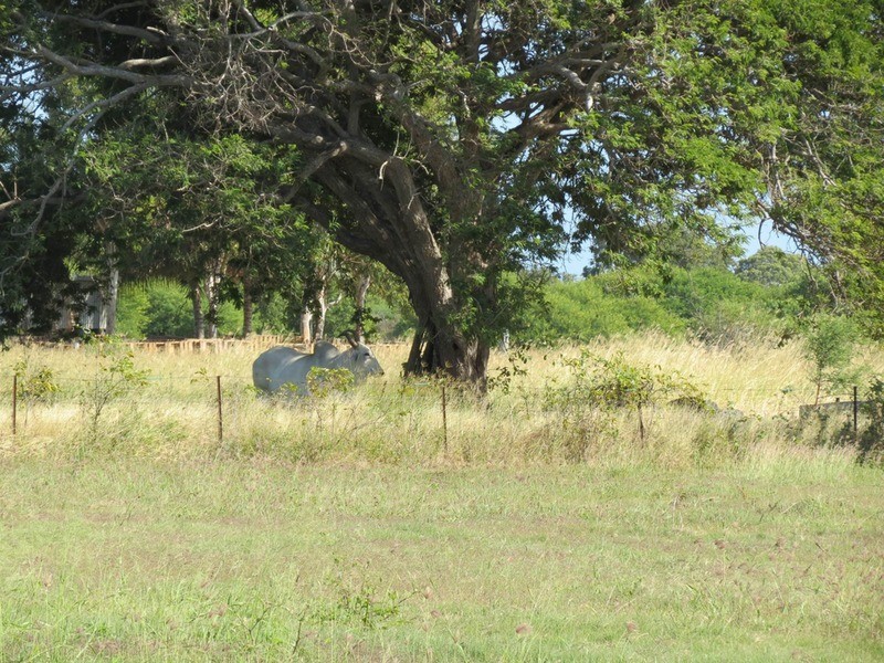 77 Avoca Road, Bowen QLD 4805