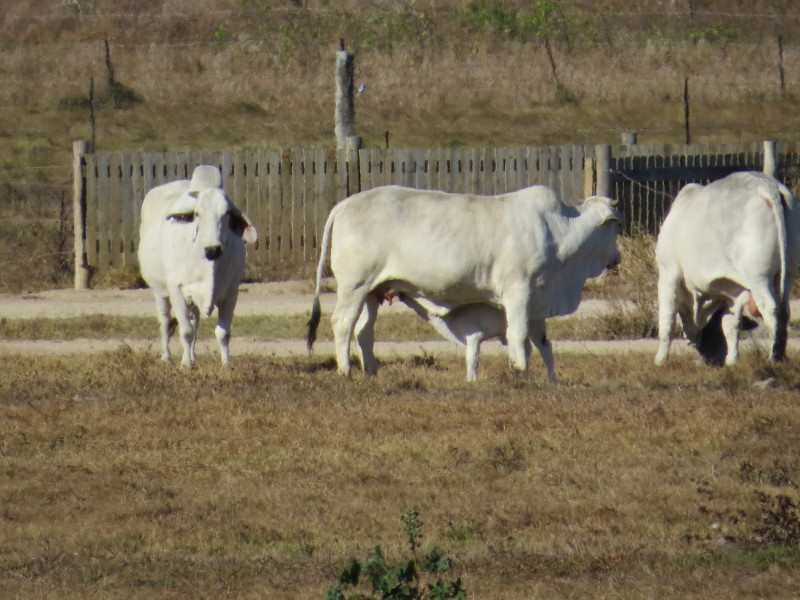 32 Flemington Road, Bowen QLD 4805