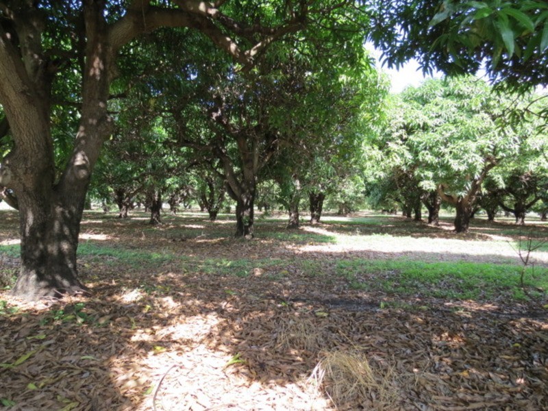 Lot 11 Kelsey Road, Bowen QLD 4805
