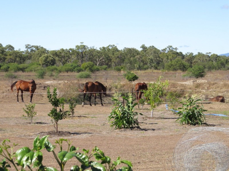 745 Bootooloo Road, Bowen QLD 4805