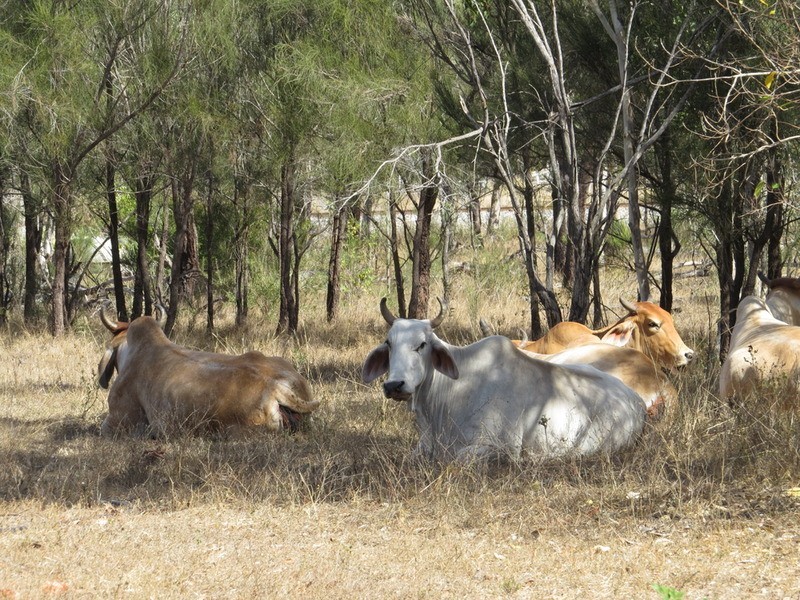 1991 Collinsville Road, Bowen QLD 4805