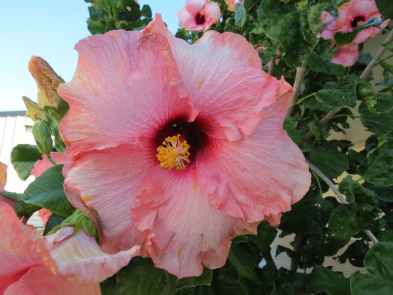 10 Schilling Court, Bowen QLD 4805