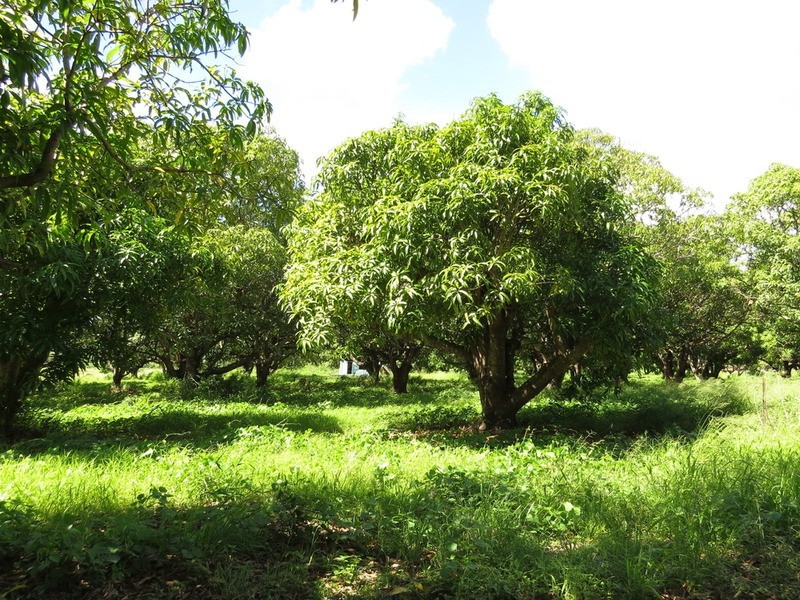75 Taloonda Road, Bowen QLD 4805