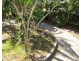 71 Poole Street, Bowen QLD 4805