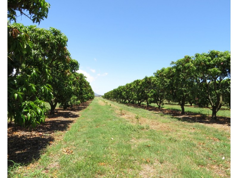 82 Weekes Road, Bowen QLD 4805