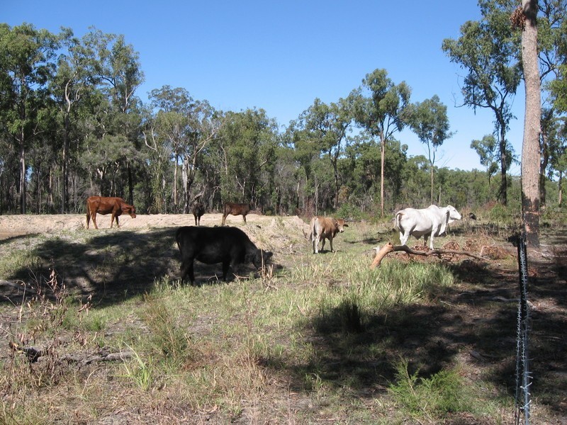 36 Paynes Road, South Kolan QLD 4670