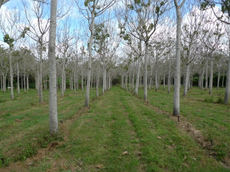 97 Fig Tree Terrace, Meadowvale QLD 4670