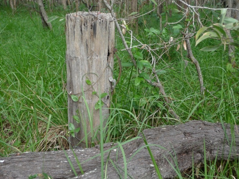 97 Fig Tree Terrace, Meadowvale QLD 4670