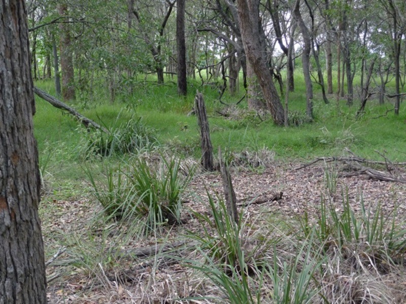 97 Fig Tree Terrace, Meadowvale QLD 4670