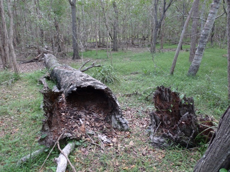 97 Fig Tree Terrace, Meadowvale QLD 4670