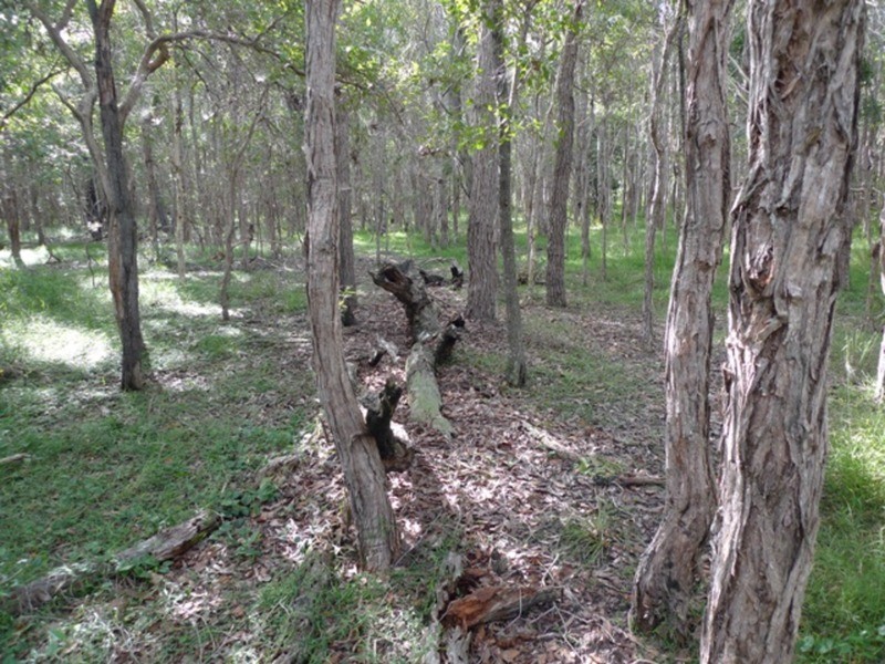 97 Fig Tree Terrace, Meadowvale QLD 4670