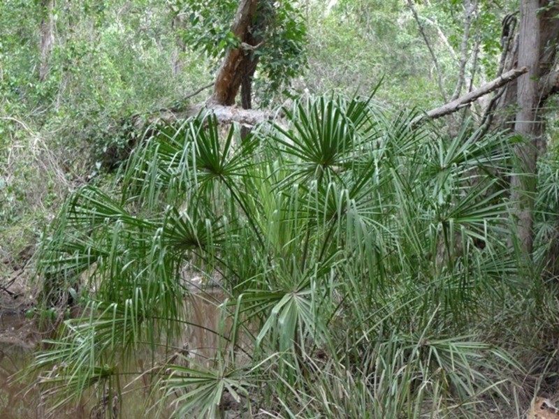 97 Fig Tree Terrace, Meadowvale QLD 4670