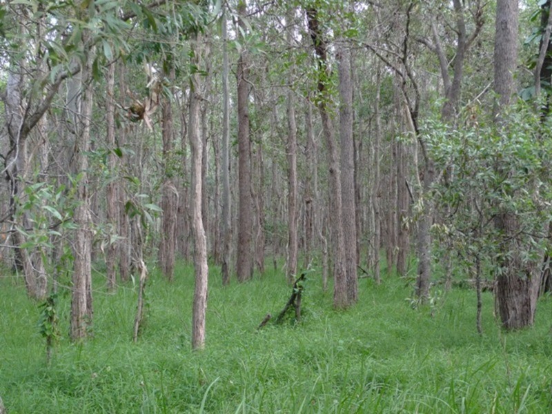 97 Fig Tree Terrace, Meadowvale QLD 4670