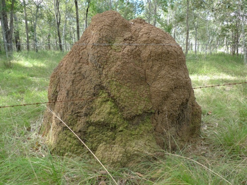 97 Fig Tree Terrace, Meadowvale QLD 4670