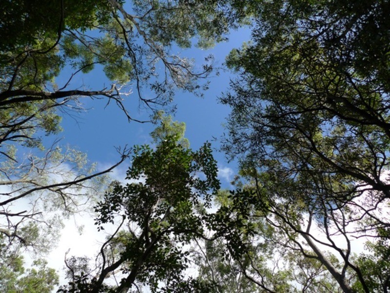 97 Fig Tree Terrace, Meadowvale QLD 4670