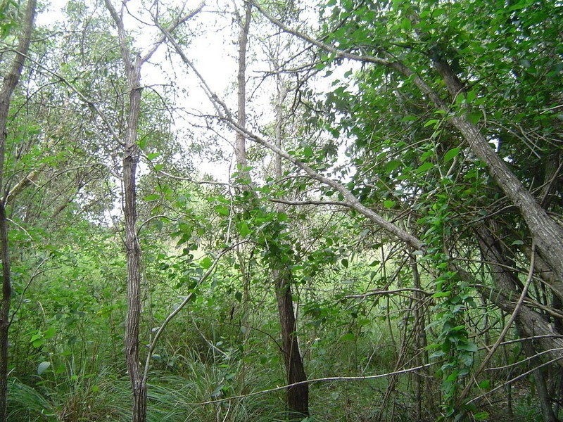 Lot 5 & 106 Whites Road Road, Horton QLD 4660
