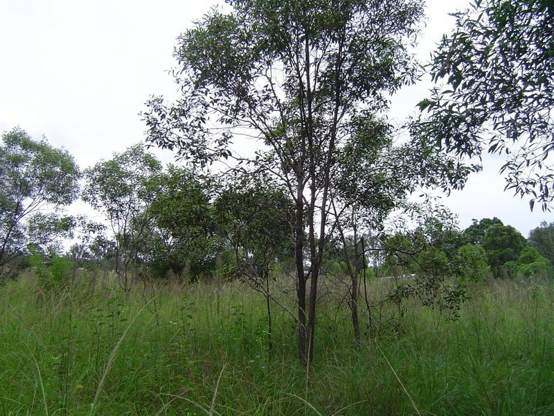 Lot 5 & 106 Whites Road Road, Horton QLD 4660