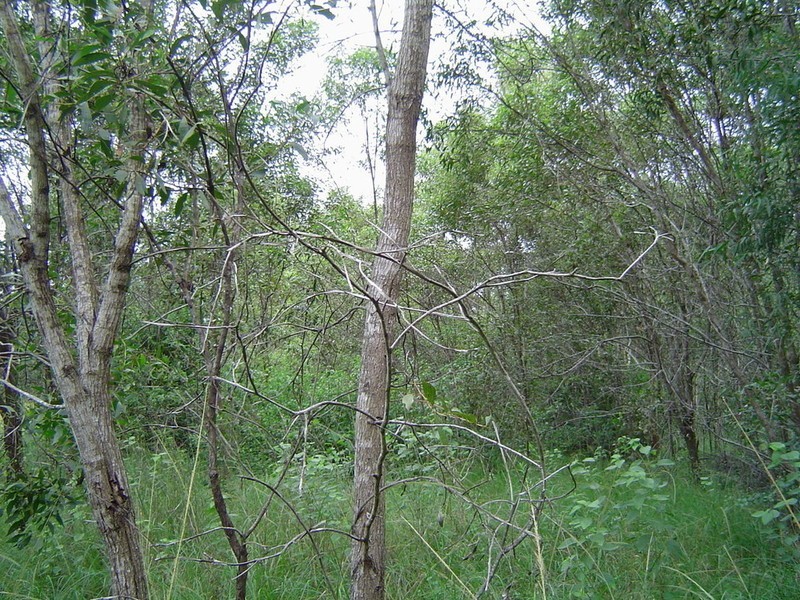 Lot 5 & 106 Whites Road Road, Horton QLD 4660