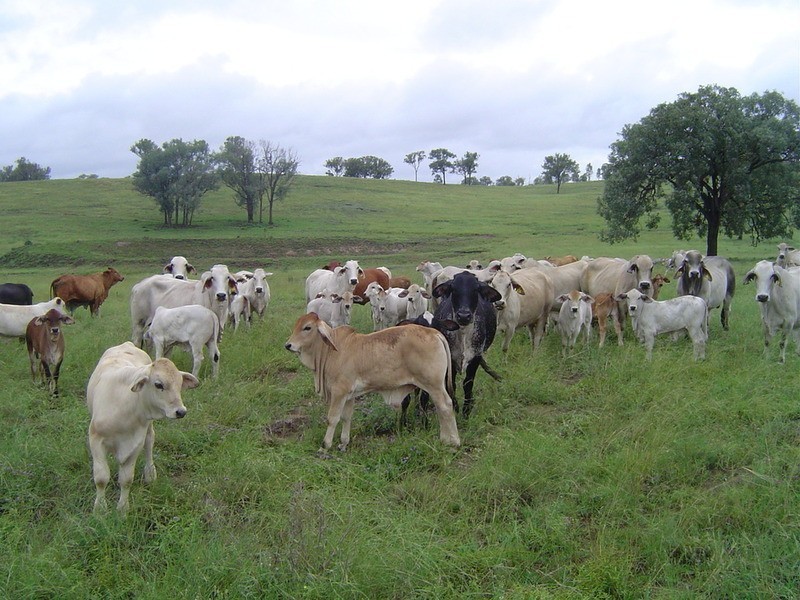Lot 24  Gayndah/mt Perry Road, Mingo QLD 4625