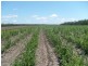 Lot 107 Voss Road, Childers QLD 4660