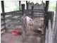 360 Booyal Crossing Road, Good Night QLD 4671