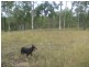 lot 8  RP 33457 Taruhl Road, Gin Gin NSW 2823