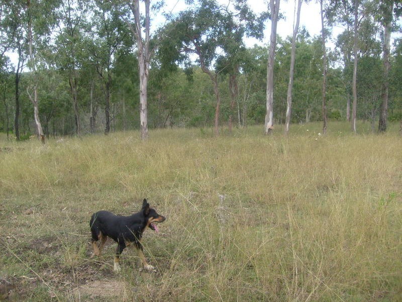 lot 8  RP 33457 Taruhl Road, Gin Gin NSW 2823