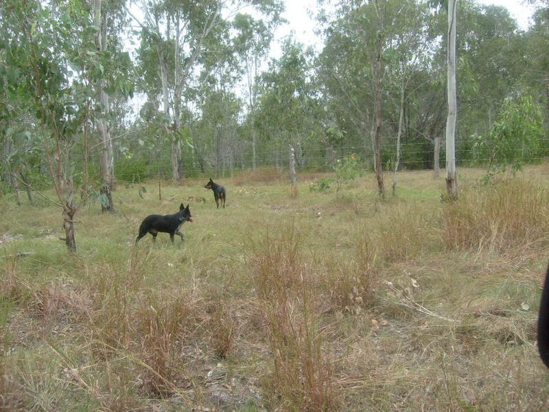 lot 8  RP 33457 Taruhl Road, Gin Gin NSW 2823