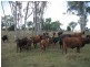 1 Tenningering Road, Good Night QLD 4671