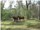 1 Tenningering Road, Good Night QLD 4671