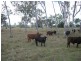 1 Tenningering Road, Good Night QLD 4671