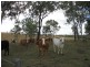 1 Tenningering Road, Good Night QLD 4671