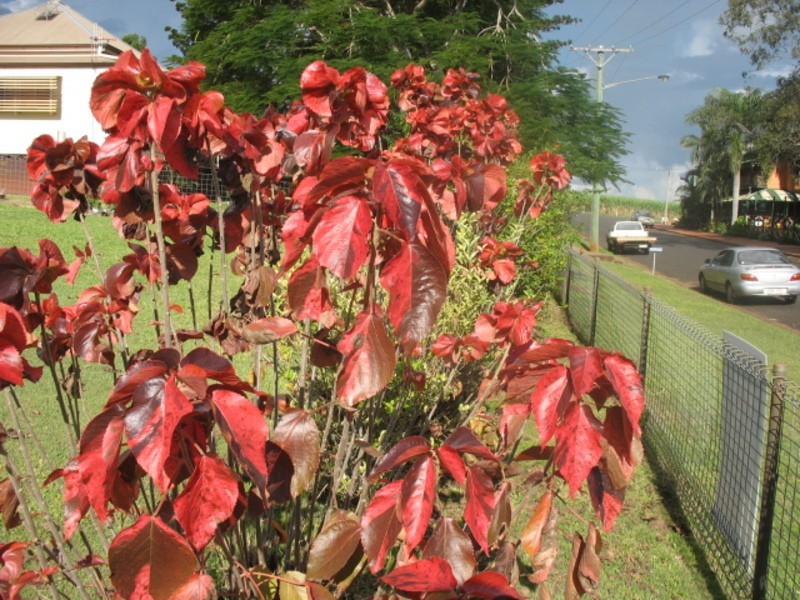 4 Queen Street, Cordalba QLD 4660