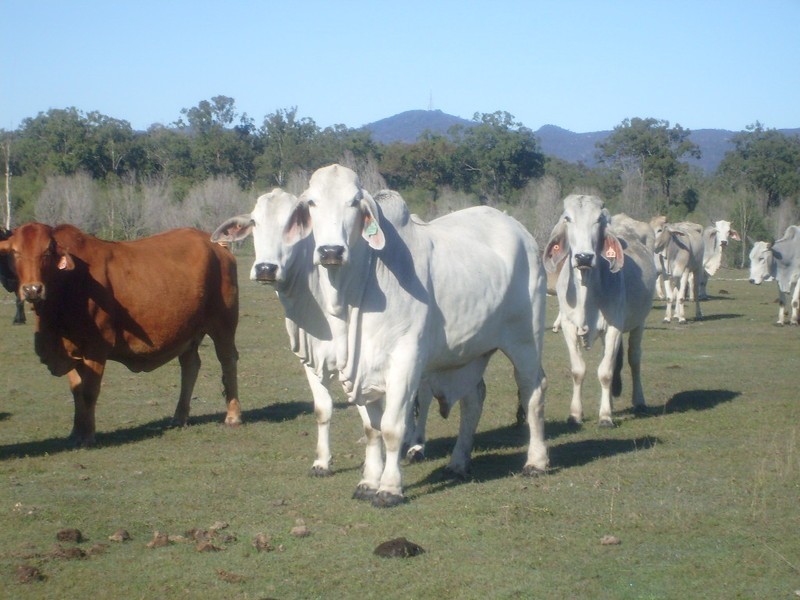 115 Berries Road, Childers QLD 4660