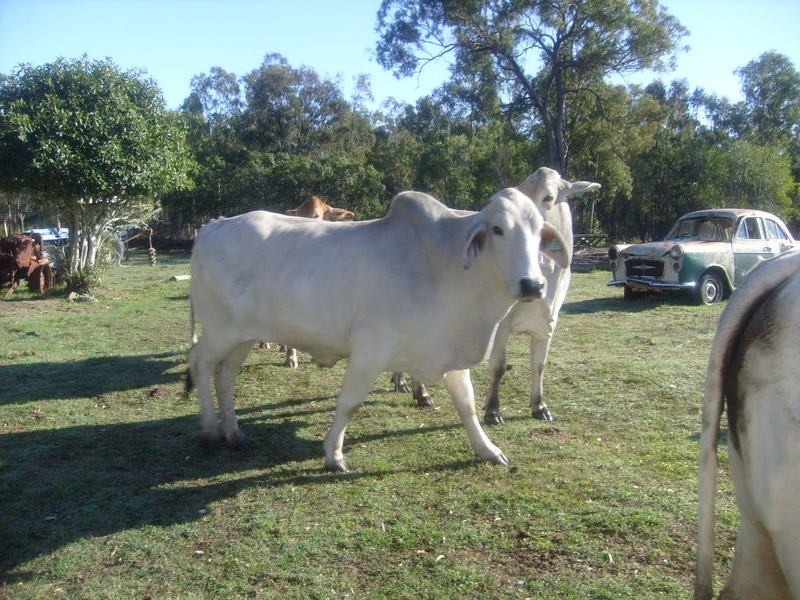 115 Berries Road, Childers QLD 4660