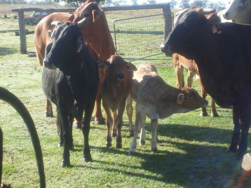 115 Berries Road, Childers QLD 4660