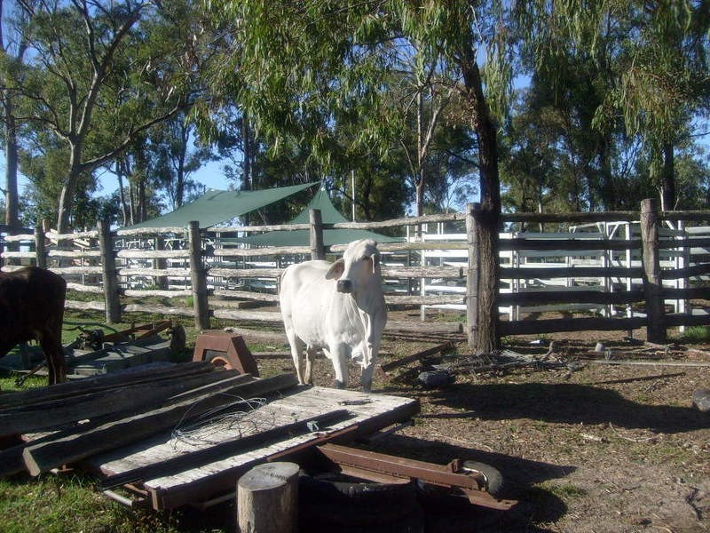115 Berries Road, Childers QLD 4660