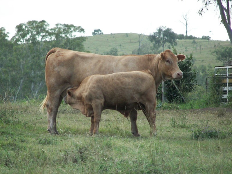 500 Booyal Crossing Road, Booyal QLD 4671