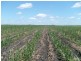 Lot 89 McCarthys Road, North Gregory QLD 4660