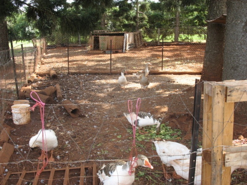 19 Lucketts Road, Childers QLD 4660