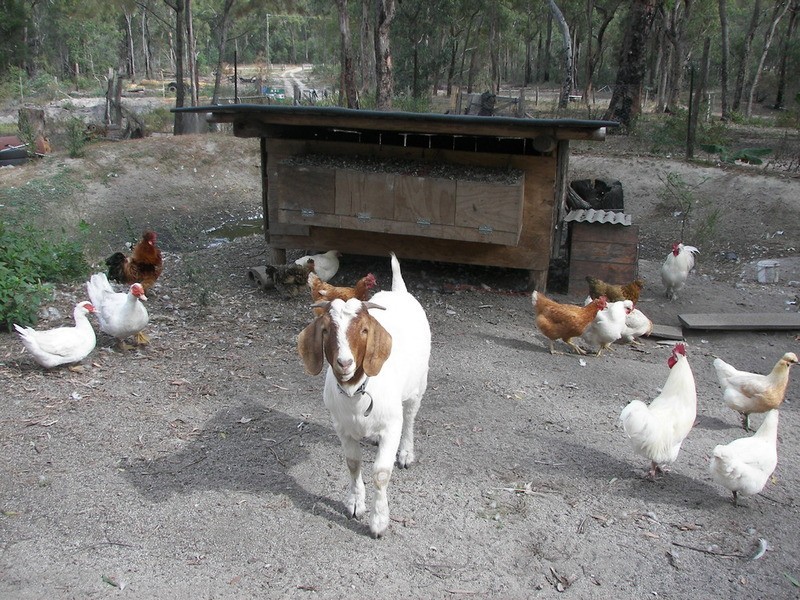 865 Berries Road, Childers QLD 4660
