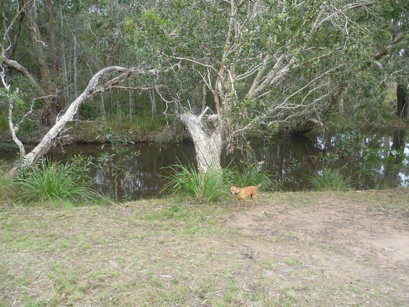 11 Melaleuca Court, Redridge QLD 4660