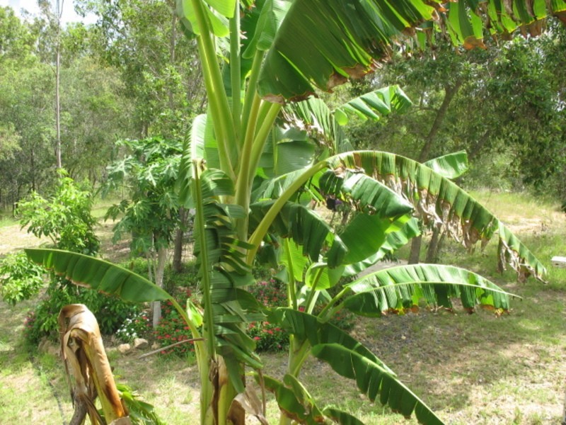 12 Madle Court, Booyal QLD 4671